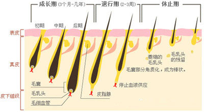 毛发结构和生长周期