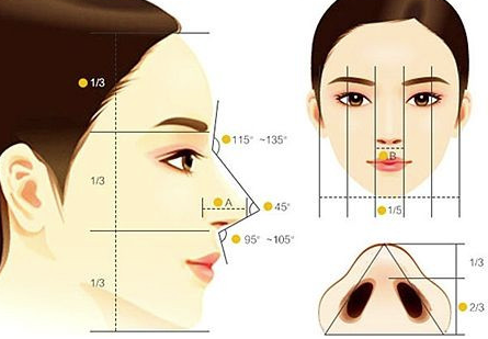 鼻部美学标准