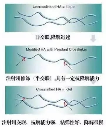 玻尿酸交联程度示意图