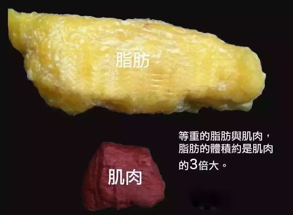 脂肪和肌肉的对比