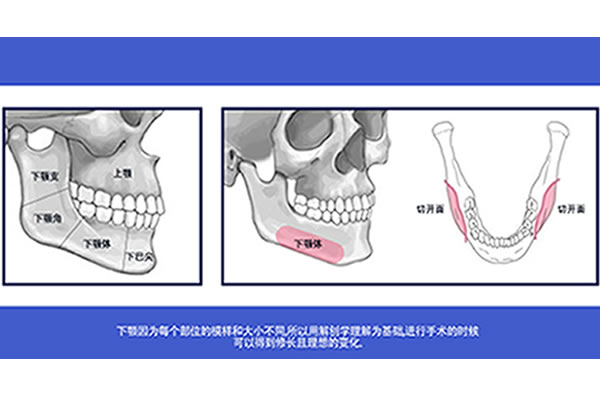 韩国菲斯莱茵面部下颚构造图.jpg