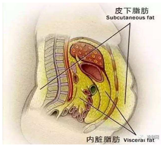 啤酒肚脂肪图.png