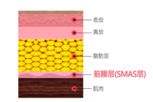 韩国菲斯莱茵皮肤结构图.gif